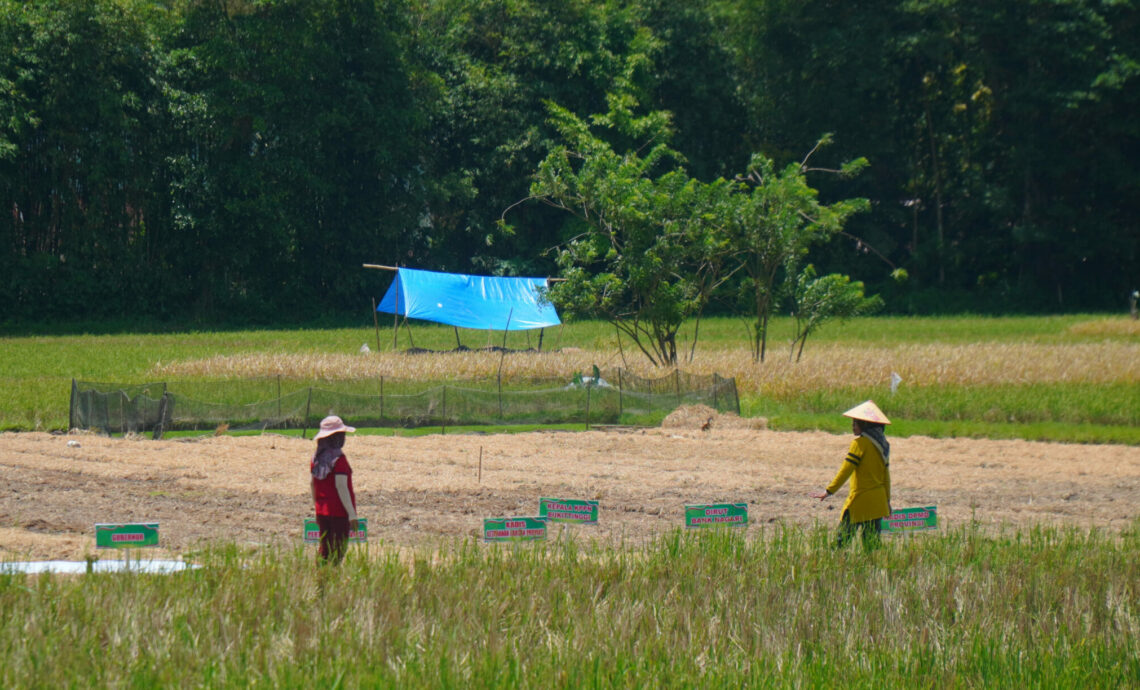 Dua orang perempuan ditengah sawah,sedang menerapkan sawah pokok murah